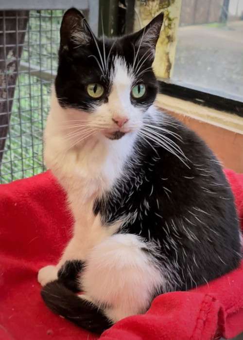 Rehome a Cat - Holly Hedge Animal Sanctuary