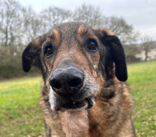 Rehome a Dog - Holly Hedge Animal Sanctuary